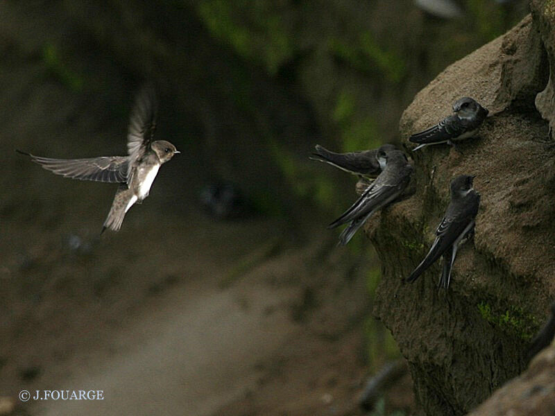 Sand Martin