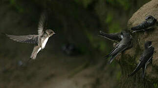 Sand Martin