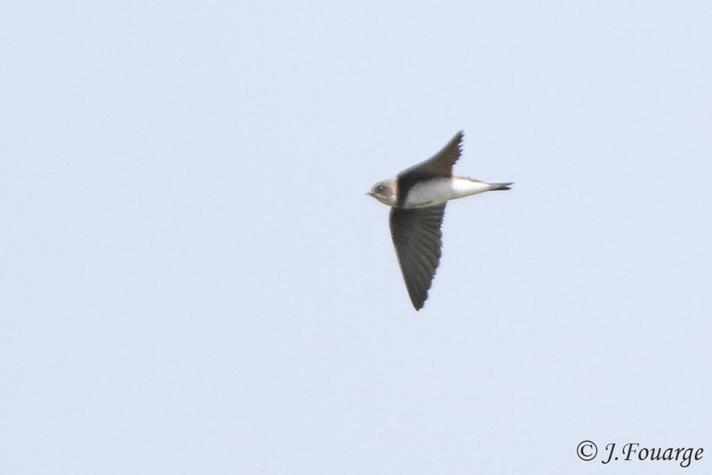 Sand Martinadult, Flight