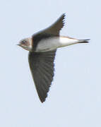 Sand Martin