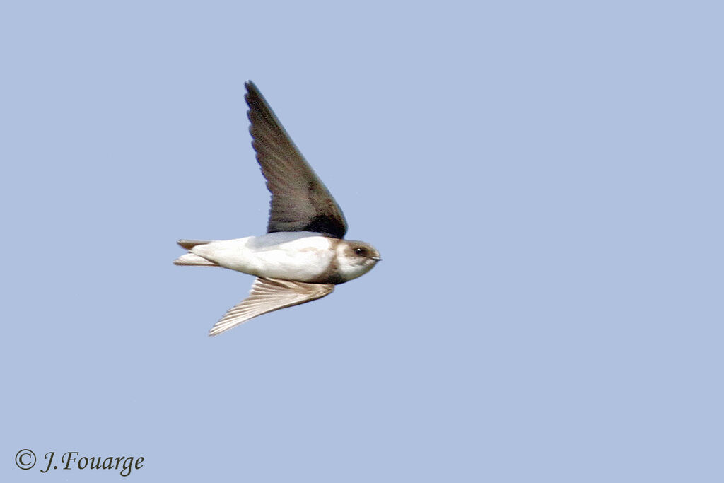 Sand Martinadult, Flight