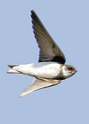 Sand Martin