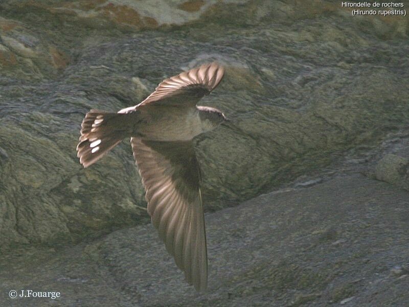 Eurasian Crag Martin