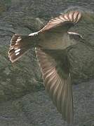 Eurasian Crag Martin