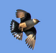 Eurasian Crag Martin