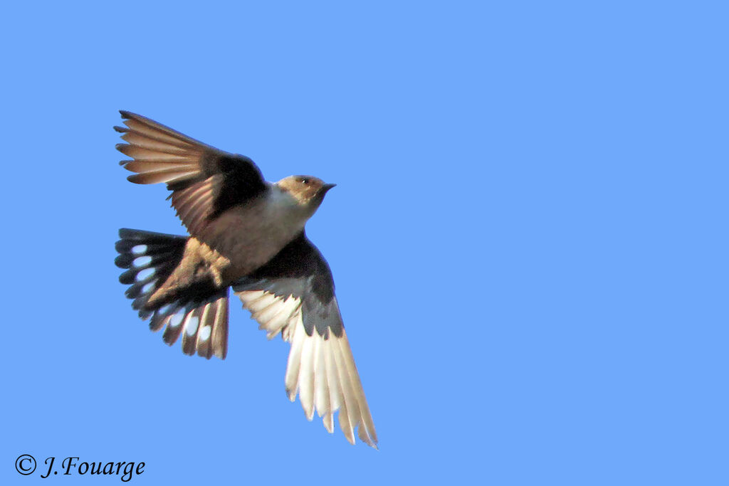 Eurasian Crag Martinadult, Flight