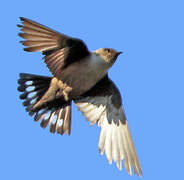 Eurasian Crag Martin