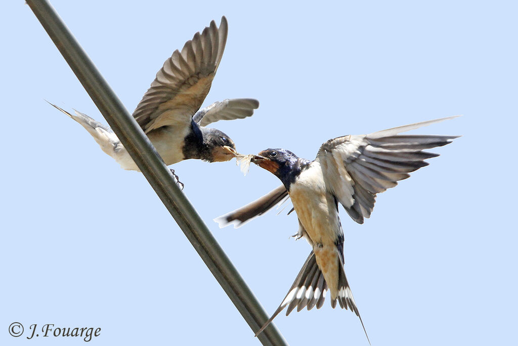 Barn Swallowadult, identification, Flight, feeding habits, Behaviour