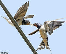 Barn Swallow