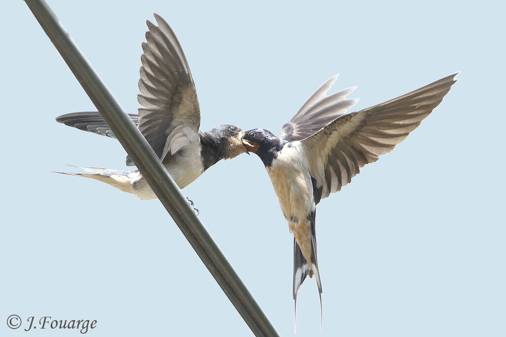 Hirondelle rustique mâle adulte, identification, Vol, régime, Comportement