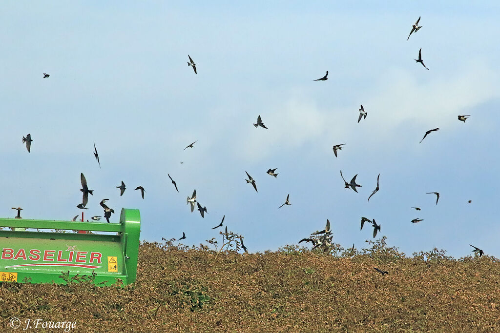 Barn Swallow, Flight, feeding habits, Behaviour