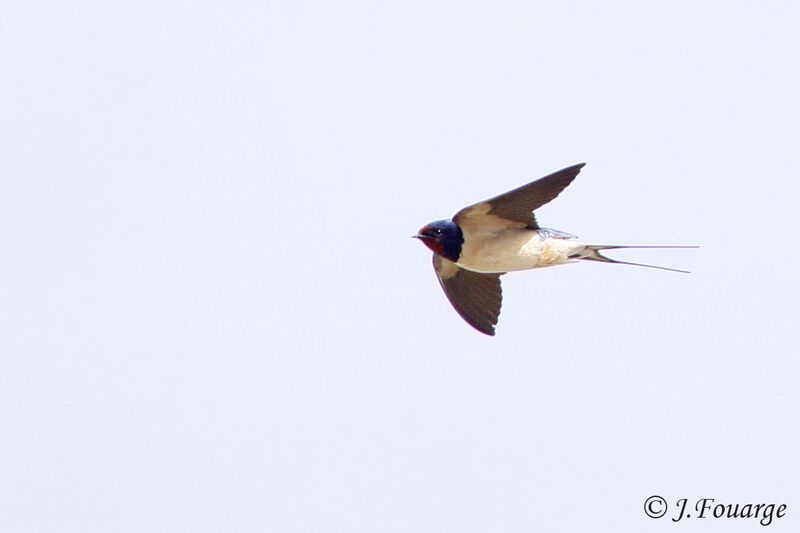 Barn Swallow male adult, Flight