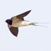 Barn Swallow