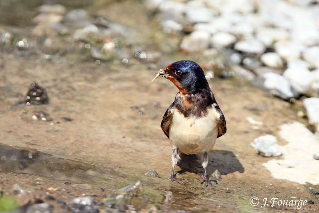 Barn Swallowadult, Reproduction-nesting, Behaviour