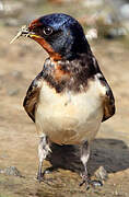 Barn Swallow