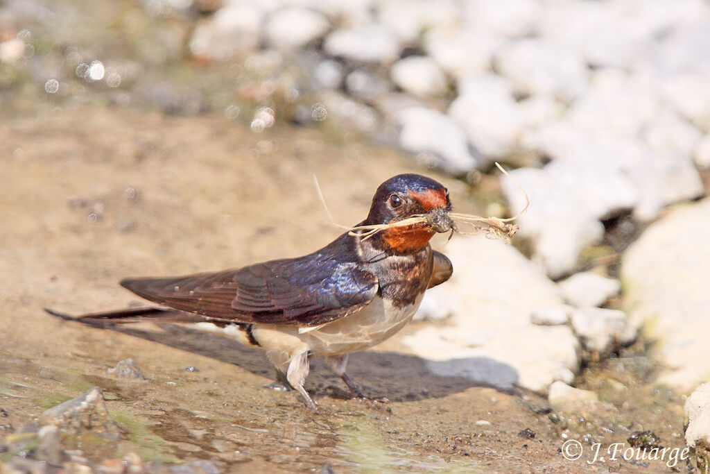 Hirondelle rustiqueadulte, Nidification, Comportement