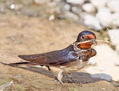 Barn Swallow