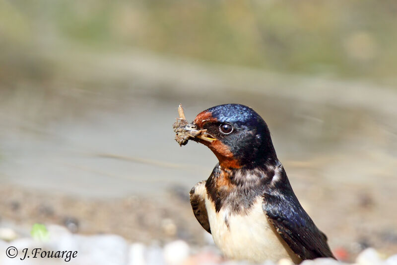 Barn Swallow, Reproduction-nesting, Behaviour