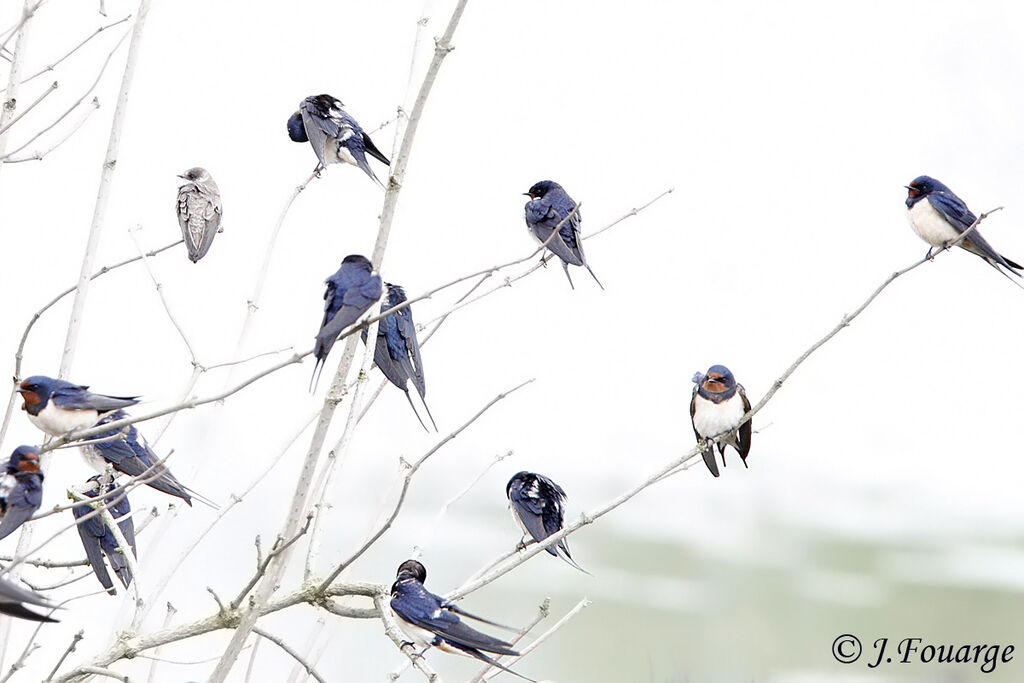 Barn Swallow, identification, Behaviour