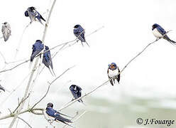 Barn Swallow