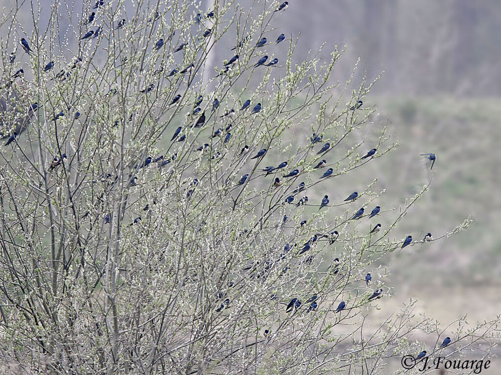 Hirondelle rustique, Comportement