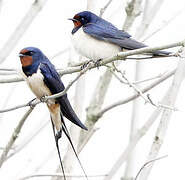 Barn Swallow