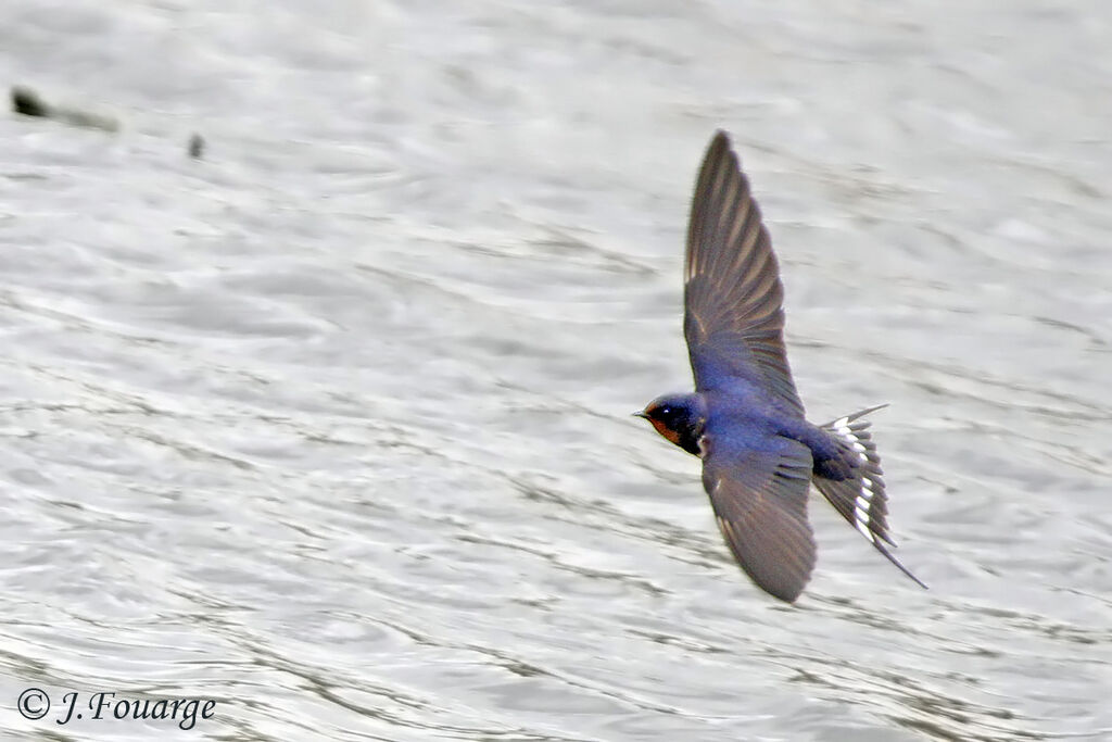 Hirondelle rustiqueadulte, identification, Comportement