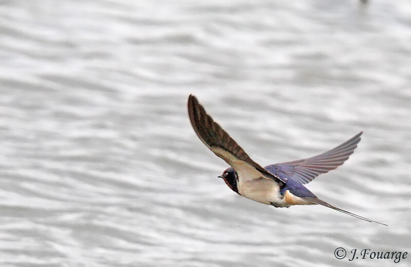 Barn Swallow male adult, Flight
