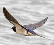 Barn Swallow