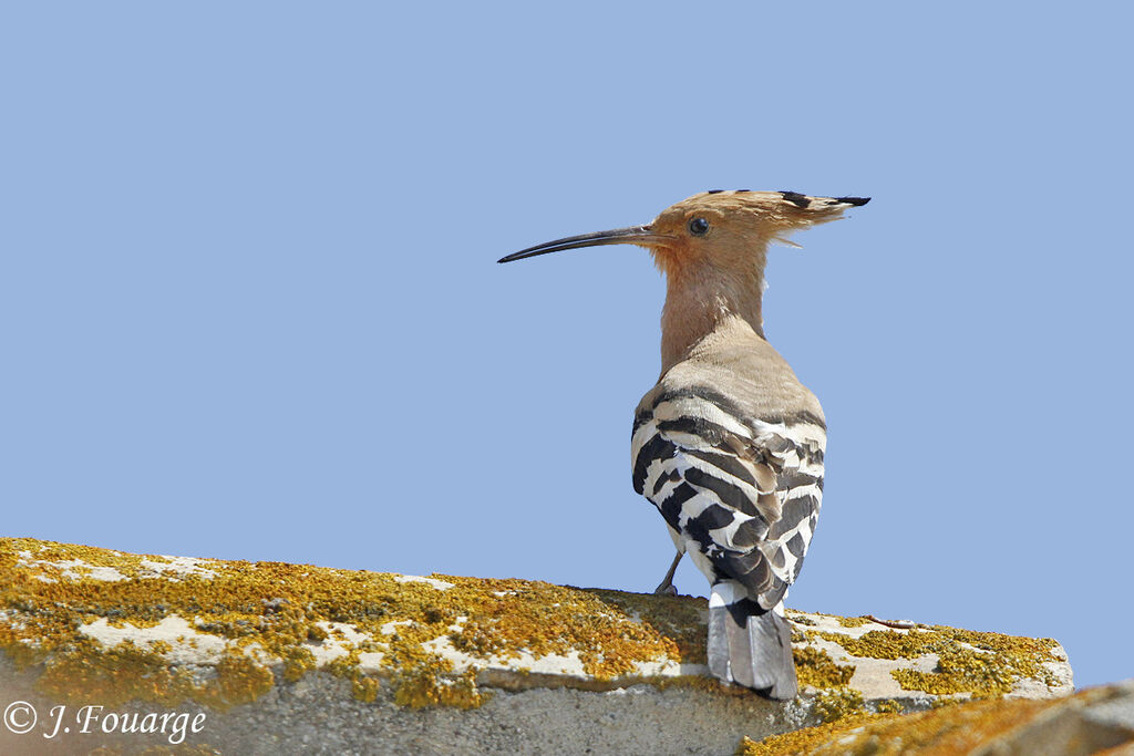 Huppe fasciéeadulte, identification