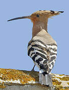 Eurasian Hoopoe