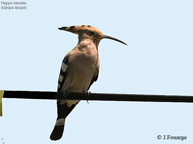 Eurasian Hoopoe