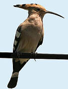 Eurasian Hoopoe