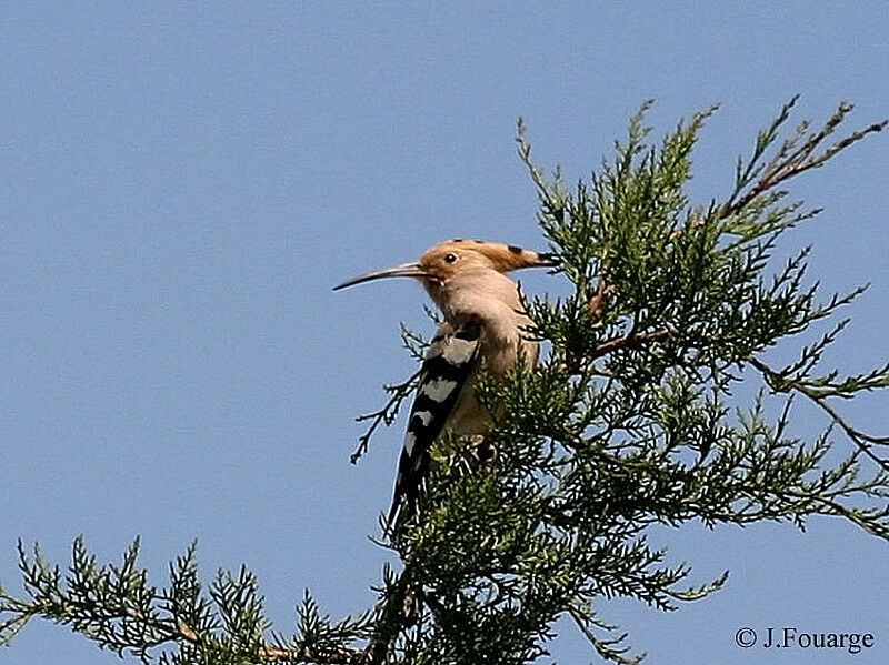 Eurasian Hoopoe