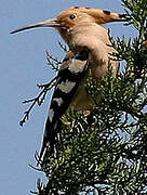 Eurasian Hoopoe