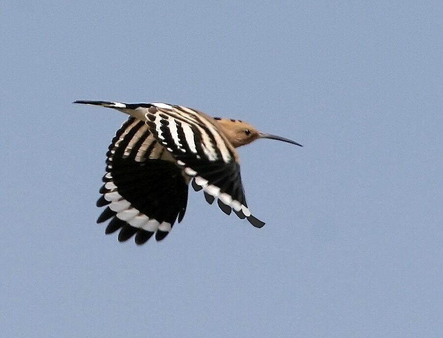 Eurasian Hoopoe