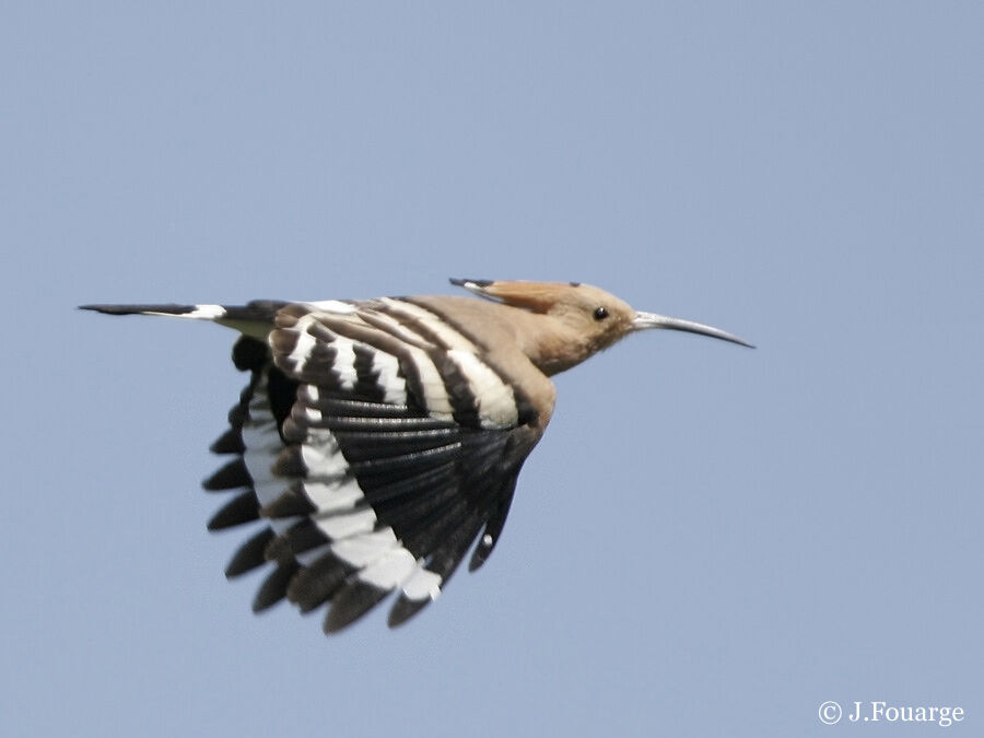 Eurasian Hoopoe