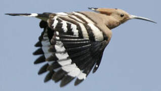 Eurasian Hoopoe