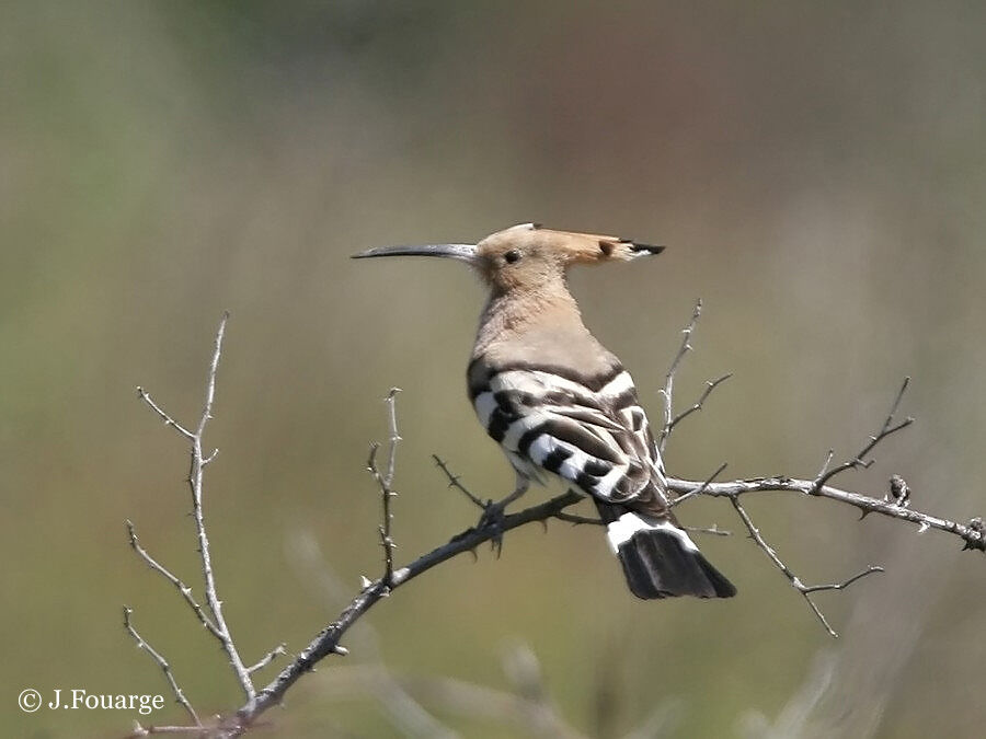 Eurasian Hoopoe