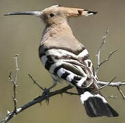 Eurasian Hoopoe