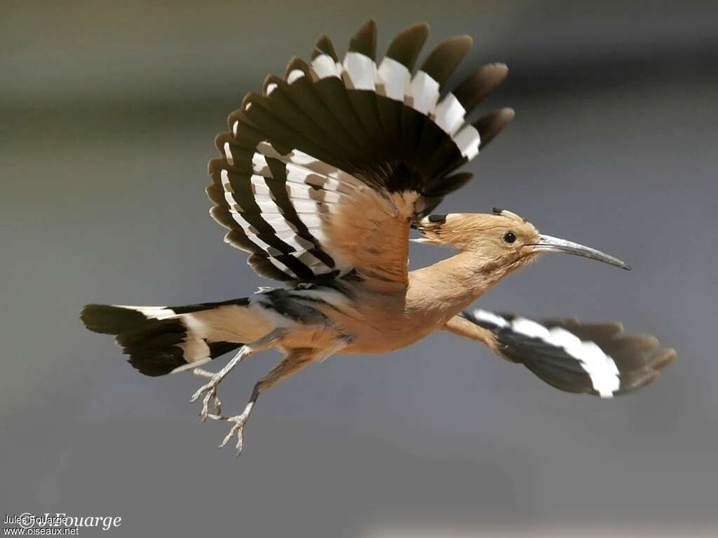 Eurasian Hoopoeadult, Flight