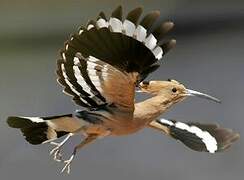 Eurasian Hoopoe