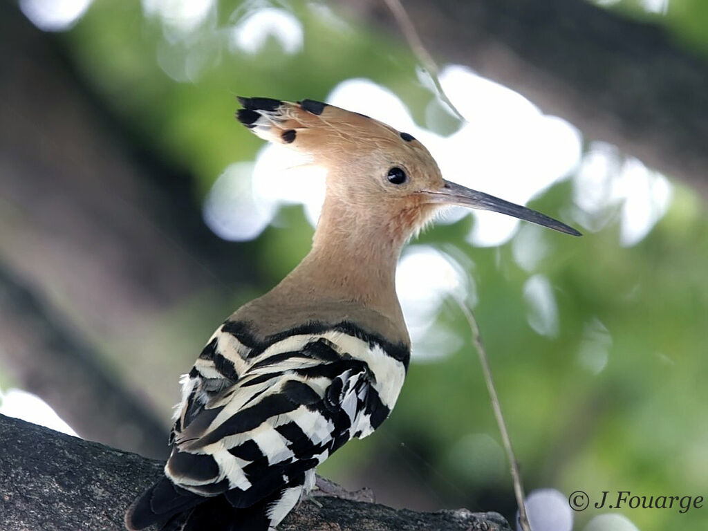 Eurasian Hoopoe male adult