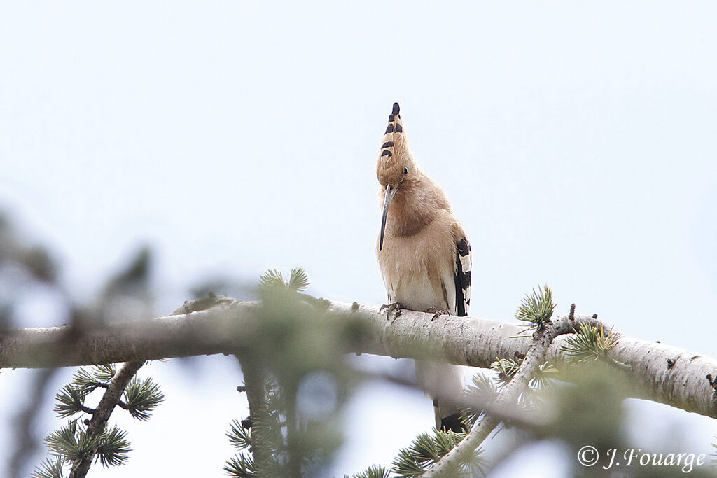 Huppe fasciéeadulte, identification, chant, Comportement