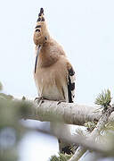 Eurasian Hoopoe