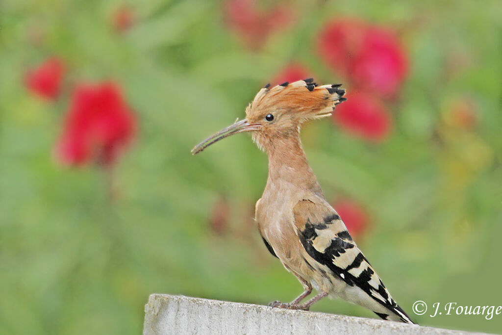 Huppe fasciéeadulte, identification