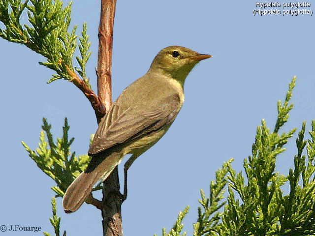 Melodious Warbler