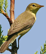 Melodious Warbler