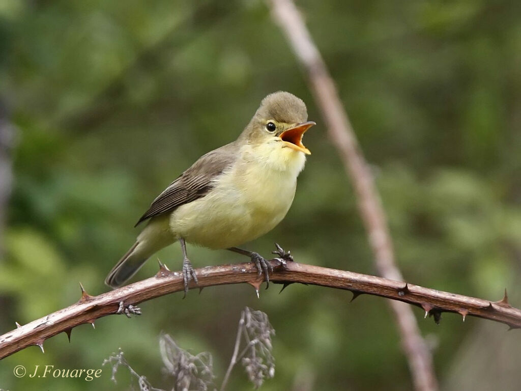 Melodious Warbler male adult