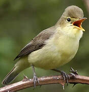 Melodious Warbler